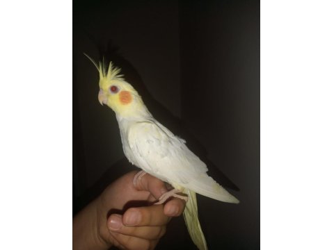 Sultan Papağanı Lutino Kırmızı Göz