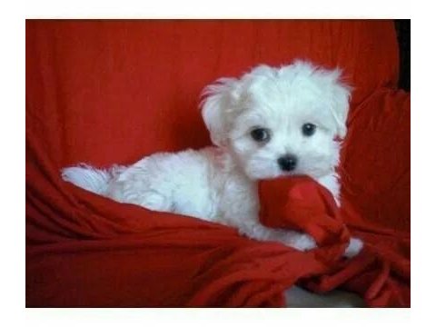 Mükemmel Maltese Bebekler