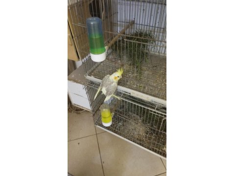 45 Günlük Sultan Papağanı