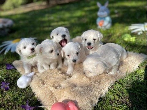 Dünya Tatlısı Maltese Yavruları