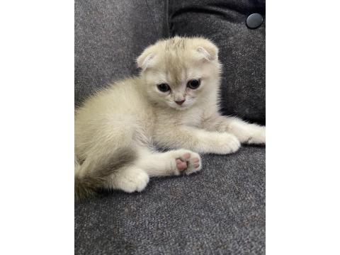 Scottish Fold Fındık Kızımıza Yuva Arıyoruz