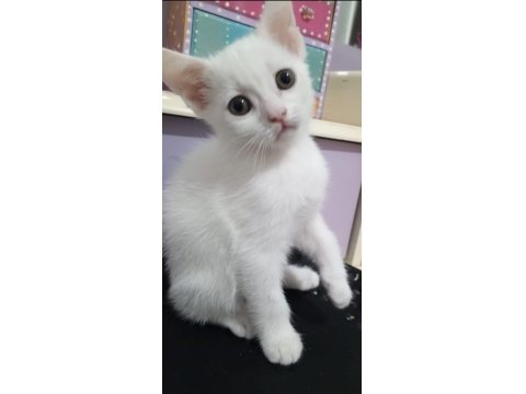 Sevimli Ve Oyuncu Kediler