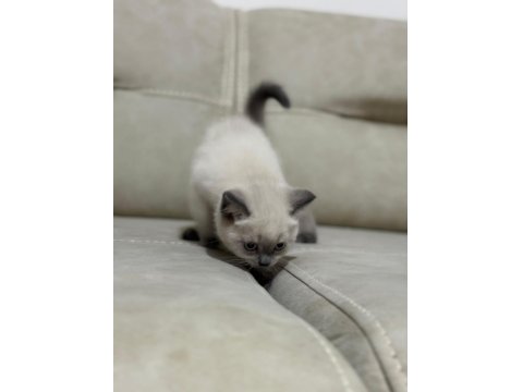 Teslime Hazır British Scottish Yavrular