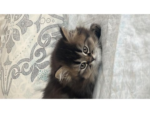 British Longhair Cinsi Kedimiz
