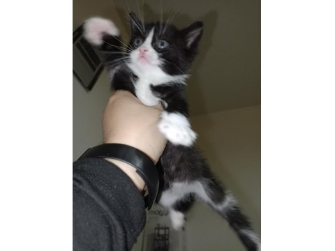 20 Ocak Doğumlu British Bicolor Yavrular