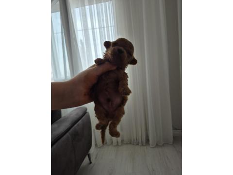 Anne Altından Safkan Poodle Bebekler