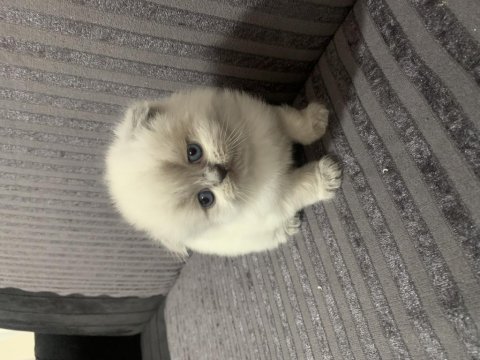 Scottish Fold - Exotic Longhair