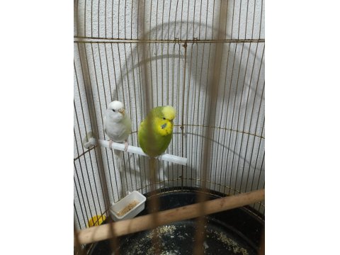 Sadece 4 Adet Muhabbet Kuşumuz Kaldı