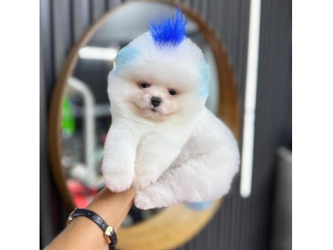 2 Buçuk Aylık Pomeranian