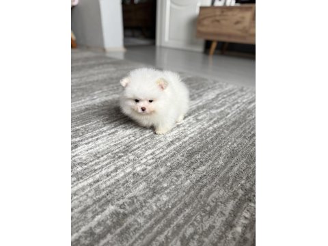 Pomeranian Boo Erkek