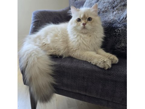 Şecereli British Longhair Golden Point Erkek