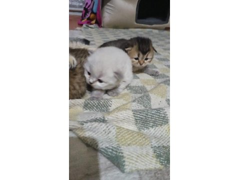 Scottish Fold Yavrular