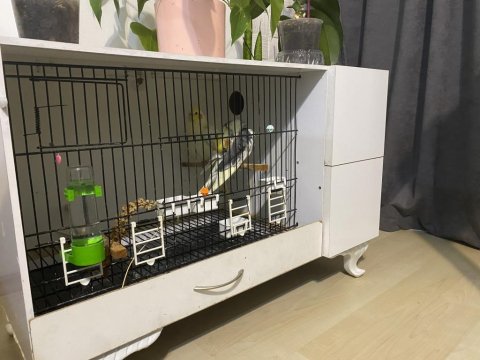 Tam Takım Sultan Papağanları