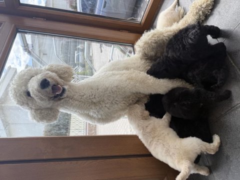 Dev Poodle ( Königspudel ) Bebişlerim