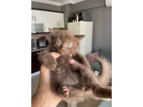 Scottish Ve British Yavrular