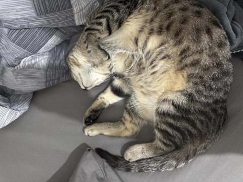 Ücretsiz Sahiplendirme Tekir Kedimiz