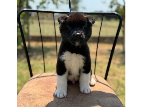 Safkan & Belgeli American Akita Yavruları