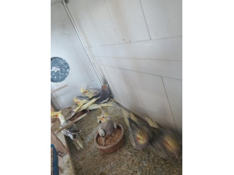 Yeni Bebek Yavru Sultan Papağanları