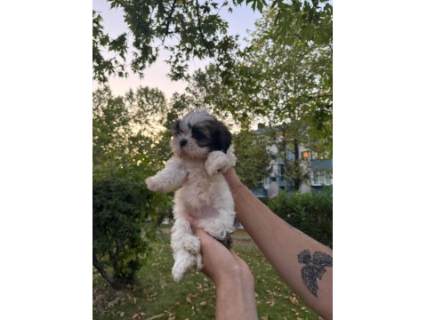 Güzeller Güzeli Dişi Shih Tzu