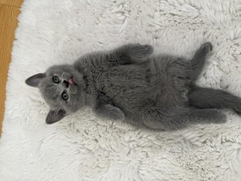 Kedimize Ömürlük Yuva Arıyoruz