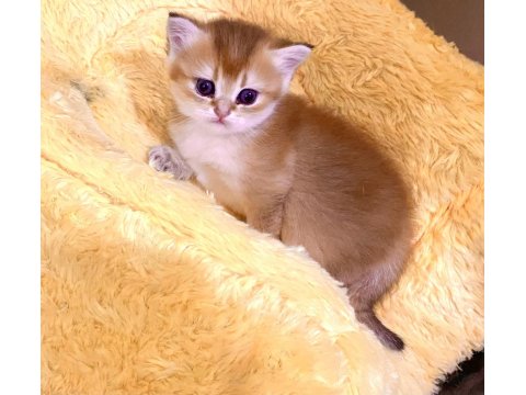 Golden Ny11 Safkan Orjinal Yeşil Gözlü Sarışın British Shorthair Kız