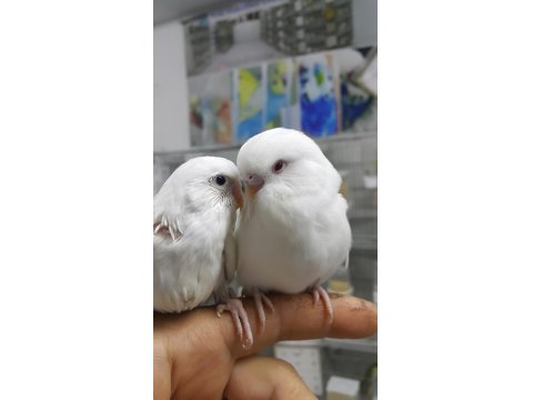 Hazır Eşli Takım Muhabbet Kuşlar