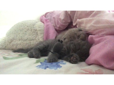 Acil Scottish Fold 2 Kardeş