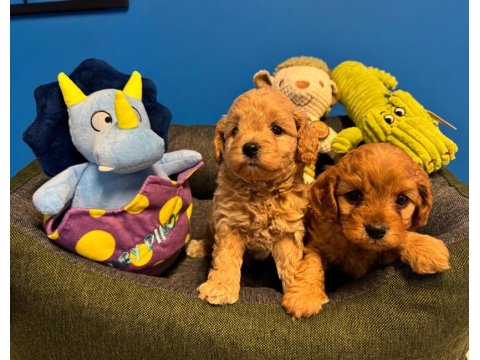 Irk Garantili Red Maltipoo Yavrularımız