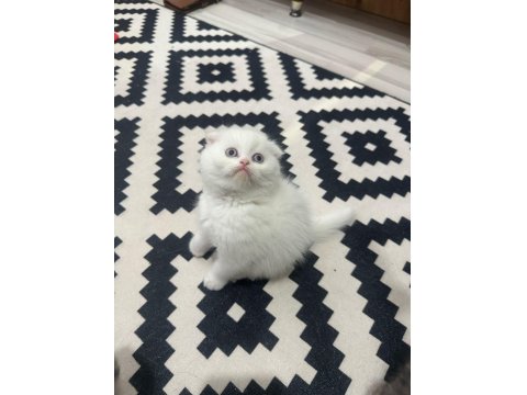 Kedilerim Sahiplendirilecektir