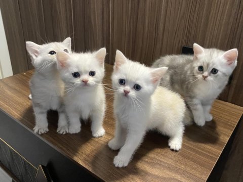 A Kalite British Shorthair Bebeklerim
