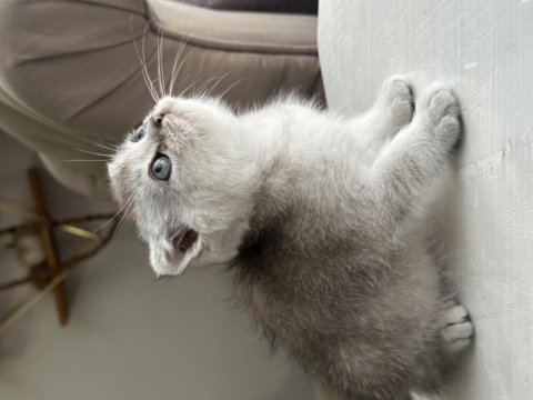 Scottish British Yavrular