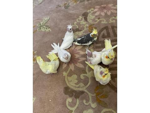 El Besleme Yavru Sultan Papağanları