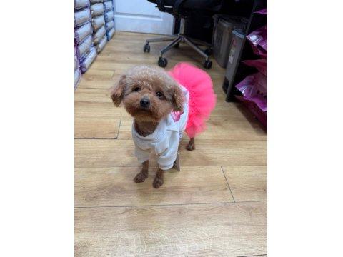 2 Yaşında Teddy Dişi Poodle