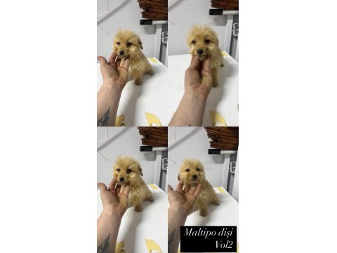 Her Renk Maltipo Bebekler