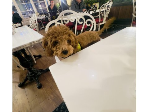 7 Aylık Poodle Acil