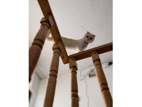 Scottish Fold Asalet Kedimize Yuva Arıyoruz