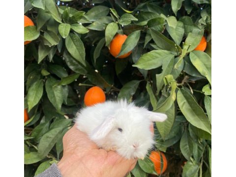 Teddy Lop Tavşanı Yavrular Mavi Göz