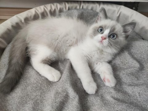 Mavi Gözlü Safkan Erkek Ragdoll Yavrusu
