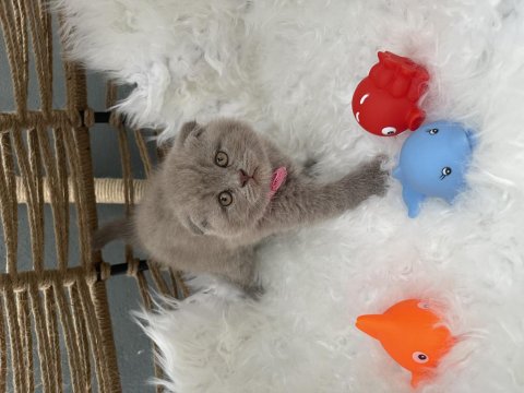 British Shorthair Lilak 2 Aylık