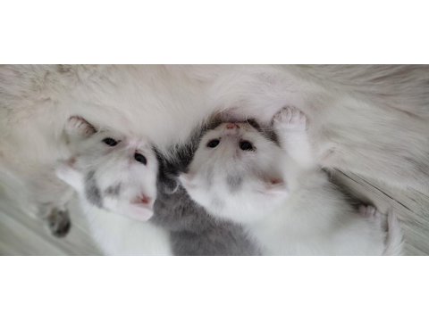 1 Aylık British Shorthair Yavrular