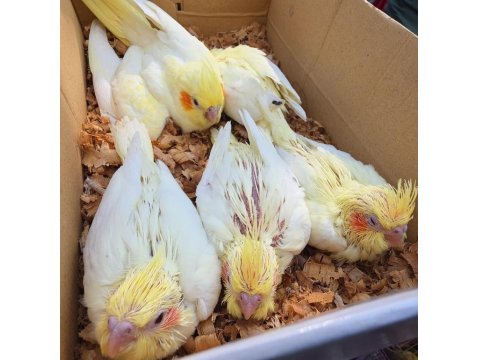 Lutino %100 Ev Üretimi El Besleme Sultan Papağanı Bebekler