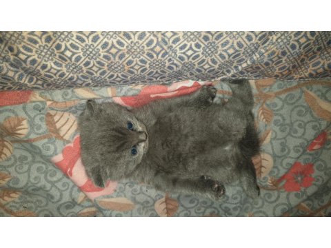 Scottish Fold 0 Numara Erkek Yavru