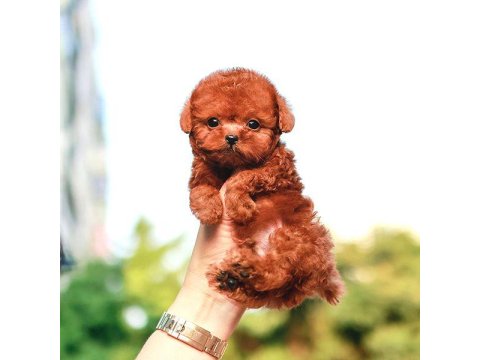 Toy Poodle Bebeklerim