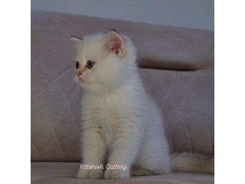Golden Point British Shorthair Yavru Erkek