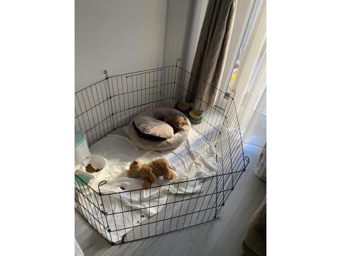 10.02.2026 Doğumlu Yavru Toy Poodle Erkek