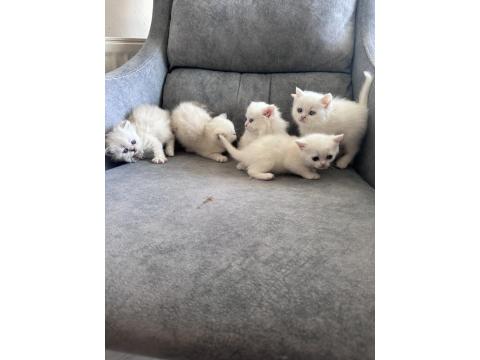 Pofuduk British Yavrular