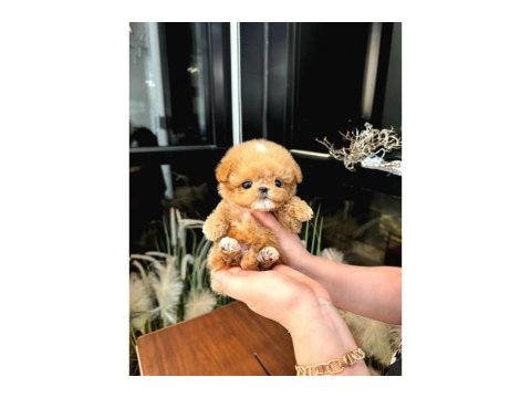Toy Poodle Yavru Köpeklerim