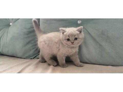 Safkan British Shorthair Yavrularım Yeni Yuvalarını Bekliyor