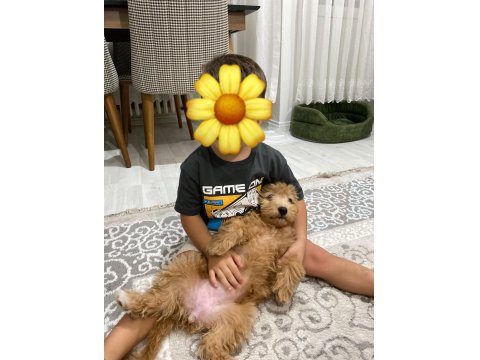 Maltipoo Dişi Köpeği