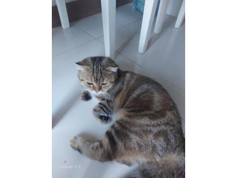 Ekim 2024 Doğumlu Scottish Fold